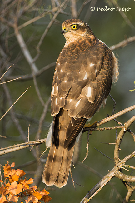 Gavilán (Accipiter nisus)